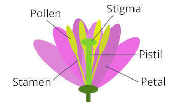 Flower Parts Diagram