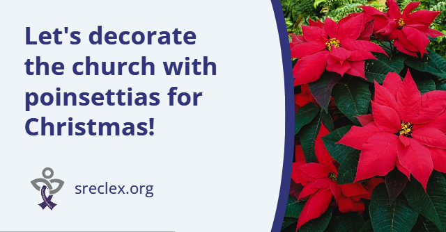 Decorate the church with poinsettias for Christmas